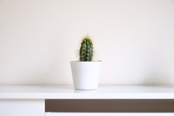 Small cacti plants potted in white pots for home decoration