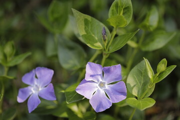 Madagascar periwinkle
