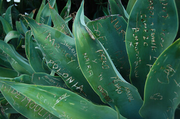 cactus, suculenta con hojas grabadas con textos - 500123962