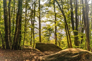 Forêt sur le sentier des merveilles dans le Tarn, en France