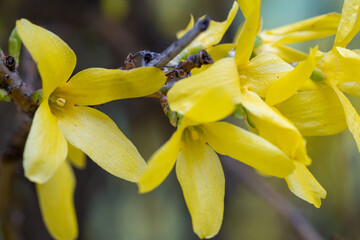 Fototapeta premium yellow forsythia flowers