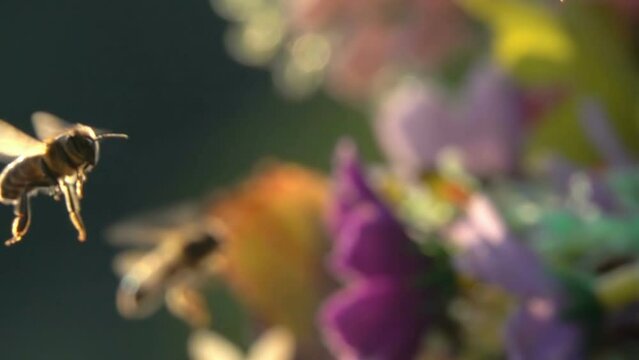 Bees honeybees flying arround flowers in sunlight.