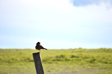 bird on a fence post