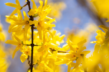 Flowering yellow Forsythia. Spring garden 