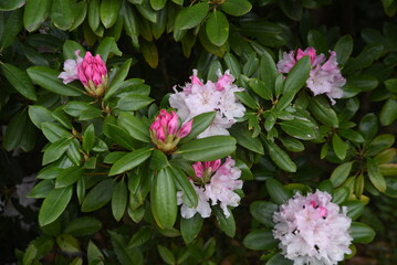 Rhododendron is an evergreen shrub of the family Ericaceae and is called the'Queen of Flowering Trees' because it produces large and gorgeous flowers from April to June.