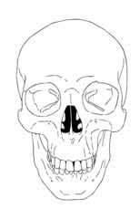 頭蓋骨のベクターイラスト