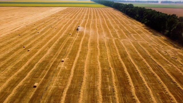 Rows of mowed dry yellow straw from wheat lies on field. Tractor drives across field and makes bales from cut straw. Tractor harvesting hay into bales in field on sunny day. Aerial drone view.