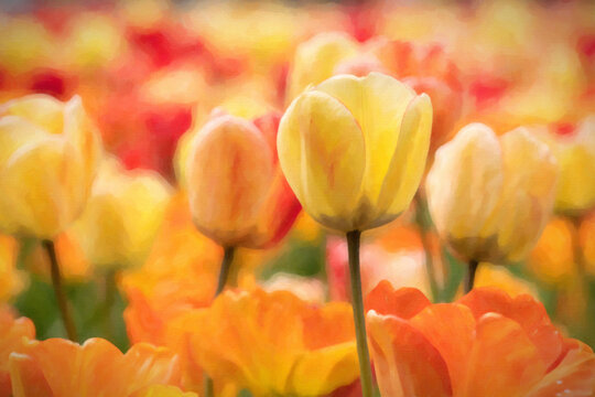 Colorful field of tulip flowers, oil on canvas filter effect, concept of spring, freshness, gardening, beautiful natural image for poster, cover, wallpaper