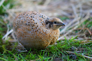 isabell colored laying quail in species-appropriate handling