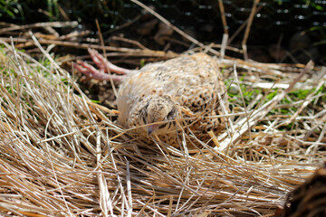 isabell colored laying quail in species-appropriate handling