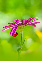 Beautiful ladybug on leaf defocused background

