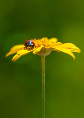 Beautiful ladybug on leaf defocused background

