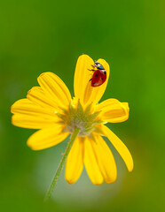 Beautiful ladybug on leaf defocused background   © blackdiamond67
