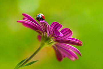 Beautiful ladybug on leaf defocused background

