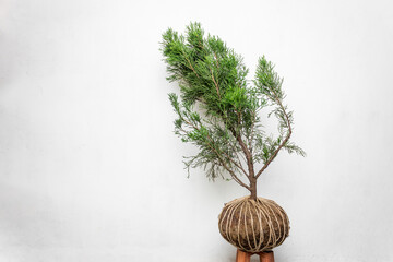 Pine Kokedamas on modern wooden bases, plant inside cocunut fibers ball, DIY japanese home...
