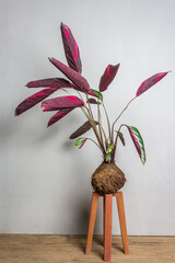 tropical Kokedama on modern wooden bases, plant inside cocunut fibers ball, DIY japanese home...