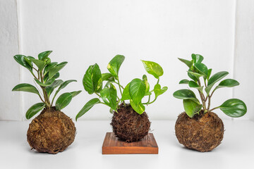 Kokedamas on modern wooden bases, plant inside cocunut fibers ball, DIY japanese home gardening, white background - Powered by Adobe