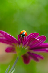 Beautiful ladybug on leaf defocused background

