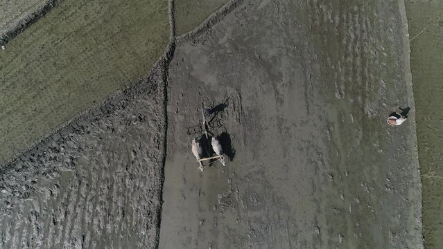 Plowing with cows - The lost tradition of Bangladesh , D-log raw footage