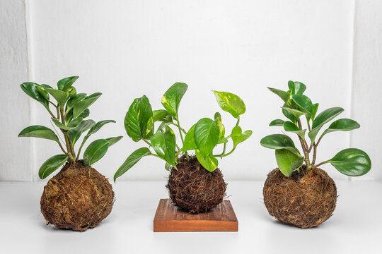 Kokedamas on modern wooden bases, plant inside cocunut fibers ball, DIY japanese home gardening, white background