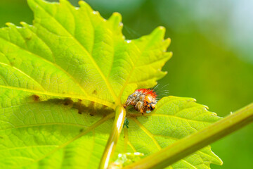 Macro shots, Beautiful nature scene. Close up beautiful caterpillar of butterfly  