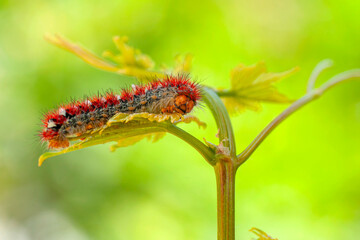Macro shots, Beautiful nature scene. Close up beautiful caterpillar of butterfly  