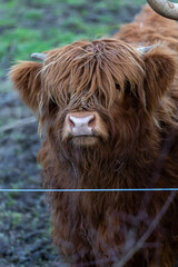 Highlander