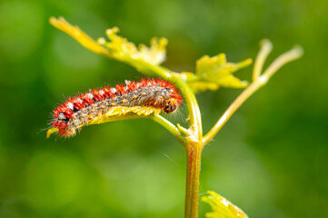 Macro shots, Beautiful nature scene. Close up beautiful caterpillar of butterfly  