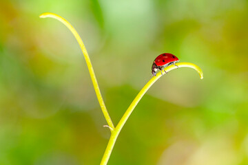Beautiful ladybug on leaf defocused background

