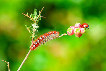 Macro shots, Beautiful nature scene. Close up beautiful caterpillar of butterfly  