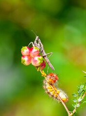 Close up of pair of Beautiful European mantis ( Mantis religiosa )