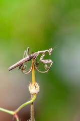 Close up of pair of Beautiful European mantis ( Mantis religiosa )