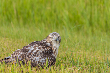 a prairie hawk perched in the grass