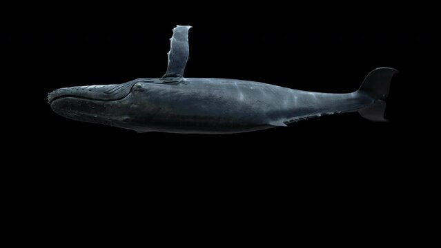 humpback whale swimming Roll in a seamless loop with a clean alpha channel