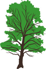 Obraz premium Silhouette of old oak tree with green crown