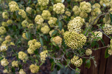white viburnum flower ball in the garden in spring, close up photography, blurred green background, blooming spring flowers, Large beautiful white balls of blooming Viburnum opulus Roseum