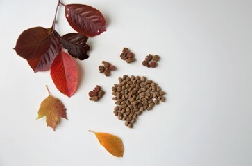 cat's or dog's paw from food with autumn leaves