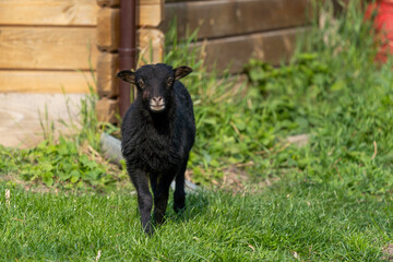 newborn black lamb on the farm, newborn black tiny ouessant lamb, countryside, cute and adorable animal, one of the smallest breeds of sheep in the world, Easter concept
