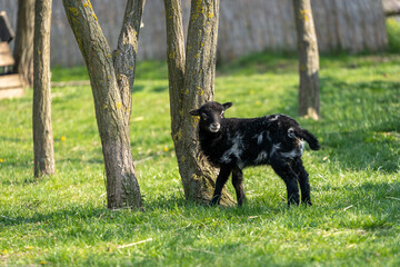 newborn black lamb on the farm, newborn black tiny ouessant lamb, countryside, cute and adorable animal, one of the smallest breeds of sheep in the world, Easter concept