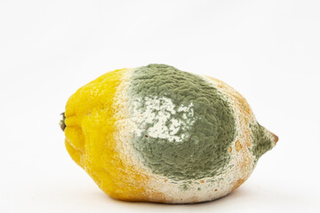 Spoiled lemon with mold. White background. Spoiled citrus