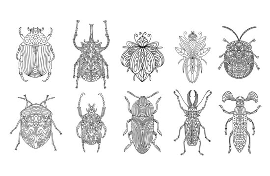 Set of beetles and insects in a linear style. Linear vector illustration of beetles.