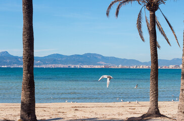 Palms, Mediterranean sea and flying seagull at the beach of Arenal, Majorca, Spain