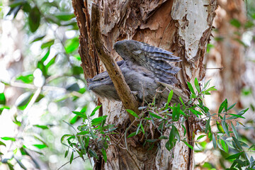 Tawny Frogmouth (Podargus strigoides) stretching the wings while roosting on a tree branch, in Centennial Park, Sydney, Australia.