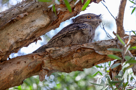 Tawny Frogmouth (Podargus strigoides), seen in profile, looking at the camera, eye wide open, while roosting on a tree branch, in Centennial Park, Sydney, Australia.