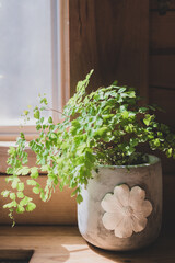 Potted houseplant in window with sunlight coming in