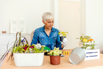 Photo of happy Caucasian mature woman doing some planting at home with her colorful plants. Grey haired woman taking care of the plants in the living room. Planting houseplants indoors.