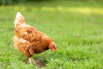Red hen pecking in grass
