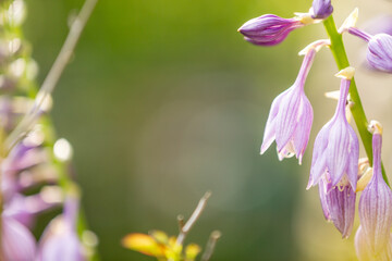 Border of Hosta flowers in sunlight