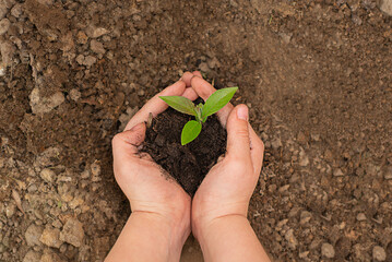 kid holding young green plant in hands. Ecology and safe world concept