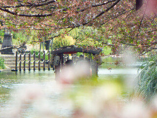 京都の春 観光地の伏見の疎水沿いの桜並木を進む観光船